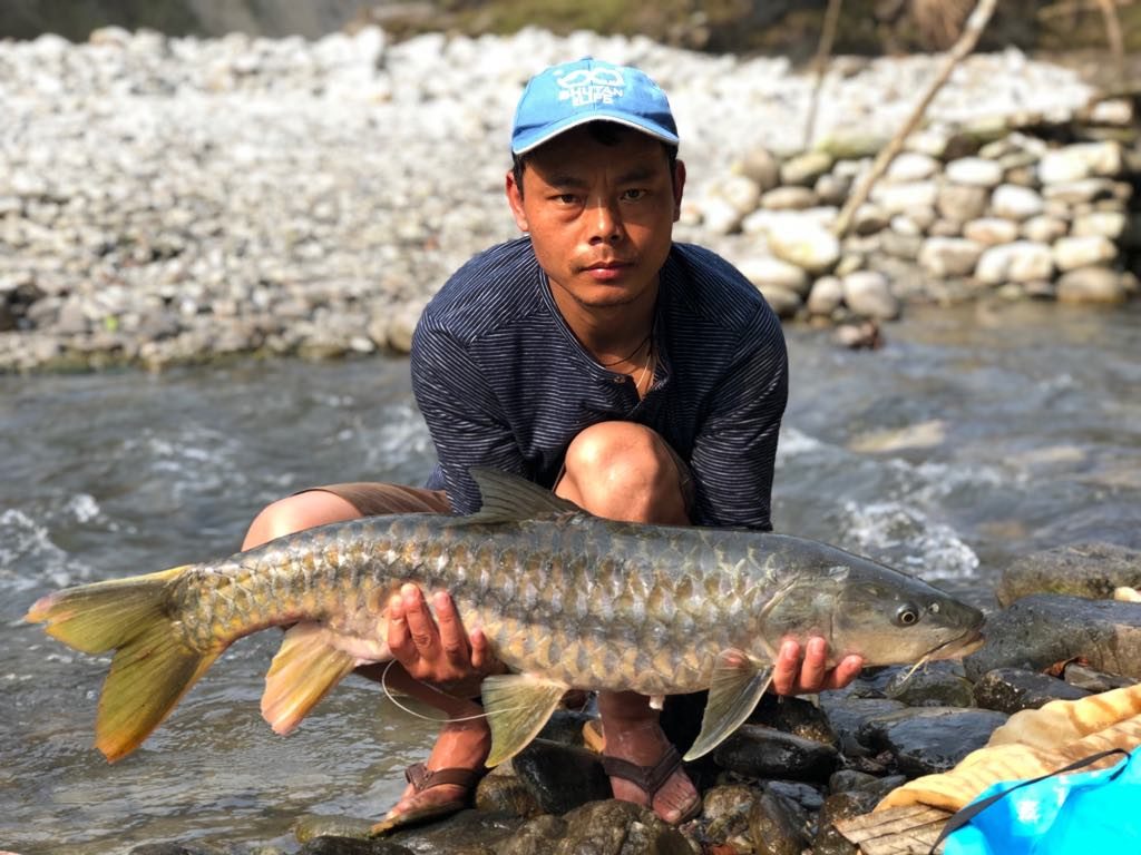 Golden Mahseer, ปลาพลวง, 